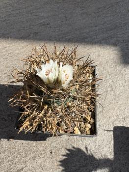 Turbinicarpus flaviflorus